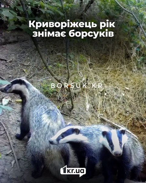 В Кривом Роге обнаружили новую банду, которая орудует по ночам