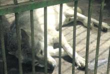 � �������� ������� �������