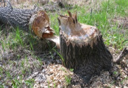 �������� ������ ������������� ��������� �������