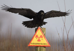 � ���� ���� ������ ��������� ��������� �������� �� ���������� 12 �������� �������