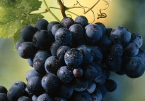 ����� ������ � ������� �������� ������� � ������� ��������