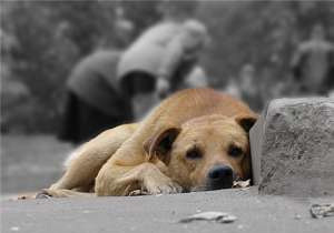 � ���������������� ������ ��������� �� �������� ��������� � ���������� ���������