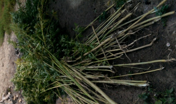 ���������������� ����������� ��������� �������, ������� ��������� �������