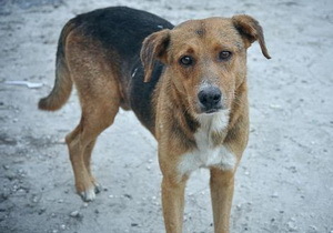 ���������� ������������� ������� ��������� � ��������������� �� ���� ������