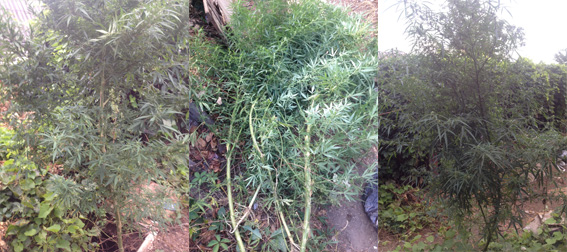 � ������������� ������ ���������������� ���� �������� ��������� �� ���� 2 ������ �������