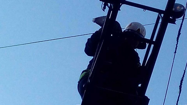 В Каменском спасатели освободили голубя, запутавшегося в электропроводах