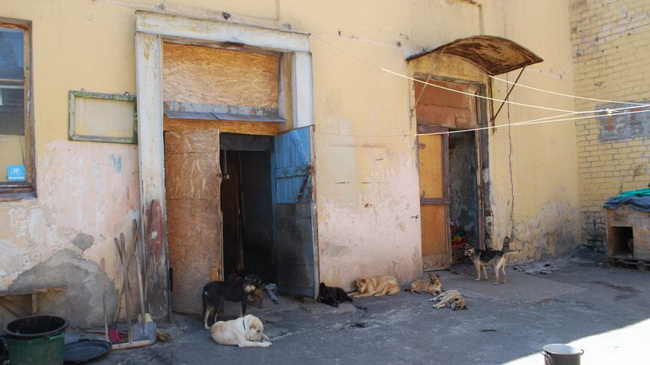 В Каменском определились с местоположением приюта для животных