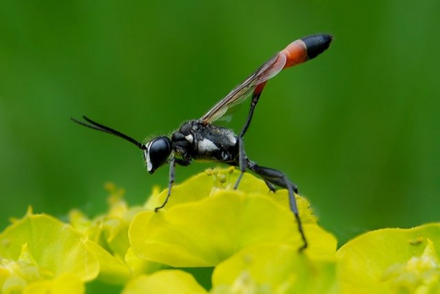Амофіла. Instagram/Less Nick Амофіла: на Дніпропетровщині можна побачити рідкісний різновид ос
