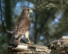 � ����������������� ��� ��������� ��������� �� ���� �������� ����� � ��������