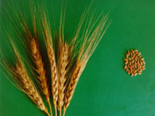 ������� ���������� ����������� ���������� ������������������ ����� 