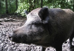  �� ���� � �������������� ������ ����� �����