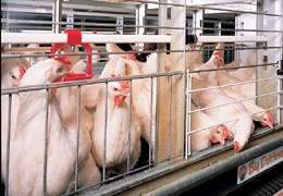 ������������� ��������� ������� �������� ��� ������-�����