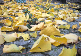 � ���������������� ����� ����������� ������������� ������� ������