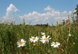 � ������� ������������ ����