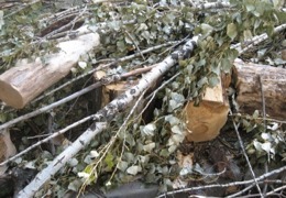 �� ���������������� ������ ������������ ��������� ����