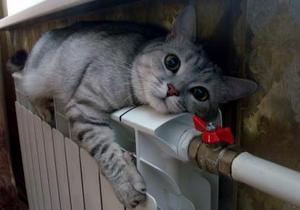 � ��������������� ����� ������� ������������ ��� �������, ��� ��������� ��������������