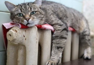 � ��������� ����������������  ������� �������� ��������� 19 �������