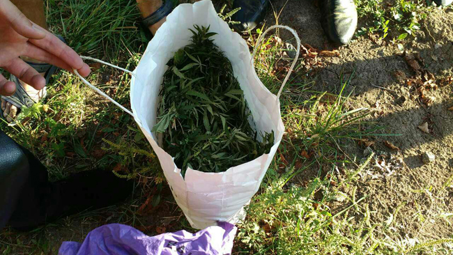 У Кривому Розі затримали мешканця з двумя кг канабісу