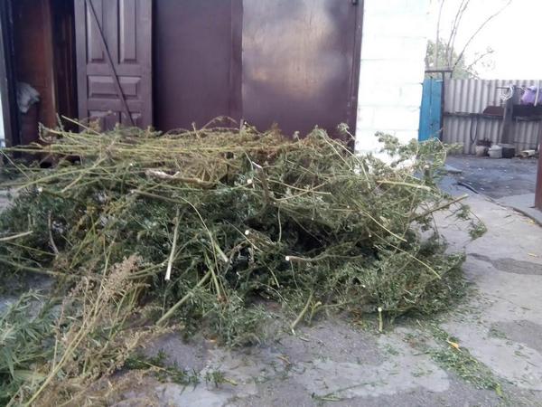 Наркофермер-рекордсмен из пгт Слобожанского вырастил «марихуаны» на полтора миллиона гривен