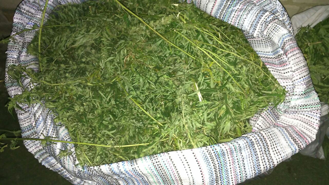 В Солонянском районе обнаружили 12 кг марихуаны