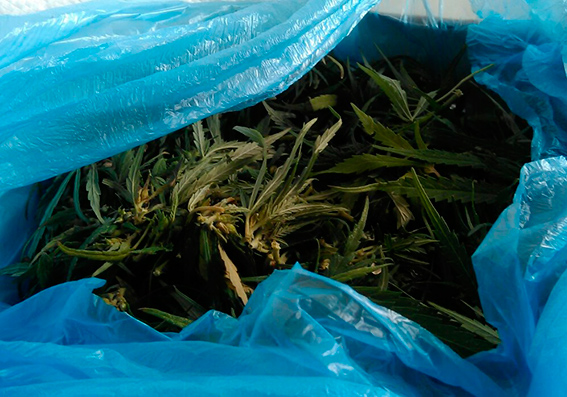 Правоохранители помешали сбыть в Днепре 5 кг марихуаны