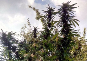 ������������� �������� ��������� � ϳ�����������