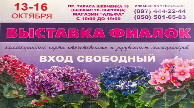 В Каменском состоится выставка фиалок