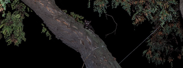 На полицейском авто к ветеринару: как в Днепре спасали котенка