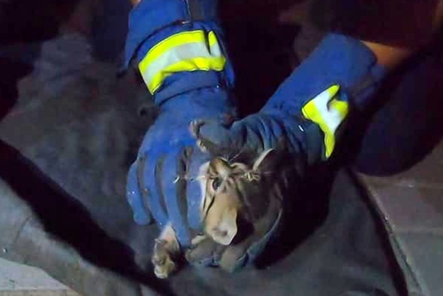 � ������ ����������� ���� ������ ���������� �������