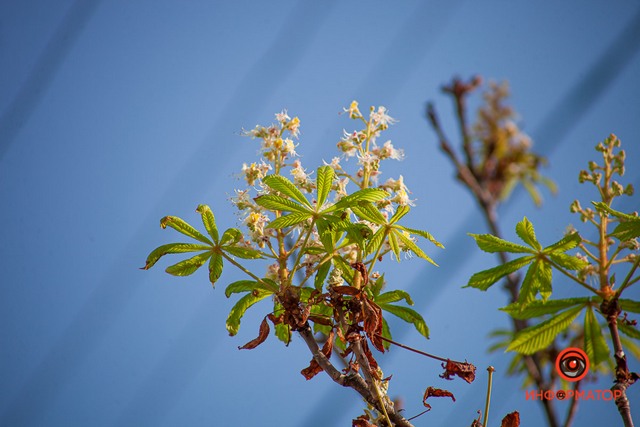 В сентябре в Днепре снова зацвели каштаны