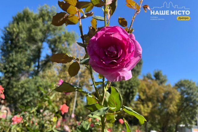 Осеннее чудо в парке Глобы: сотни роз расцвели яркими красками