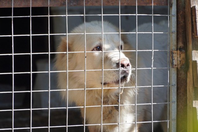 Алабай Умка. Суспільне Дніпро/Даниїл Ніколаєнко Получил семь осколков ракеты в тело: в Днепре в результате атаки рф получил ранения алабай Умка