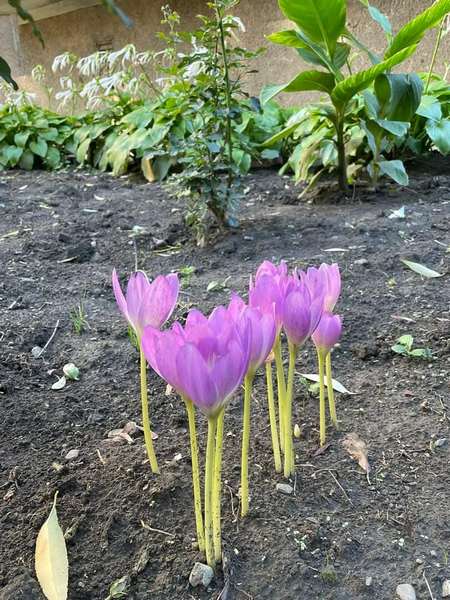 На Дніпропетровщині зацвіли небезпечні псевдо-крокуси
