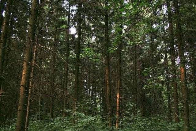 Самарський ліс \ фото:we.org.ua В Україні завершують «лісову» реформу: які зміни чекають на «Ліси України»