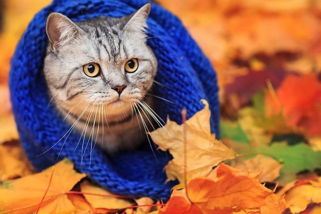 Бабине літо у Дніпрі: що прогнозують синоптики на жовтень