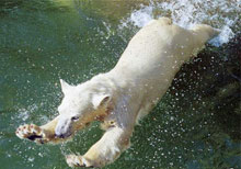 �������� ������ ������� ��������