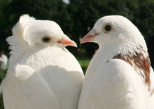 ������������� ������� ������� �� ���� �������