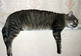 44% ����� ����� � ������