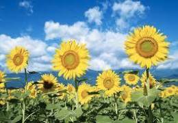 �� ���������������� ����������� ���� ������������� � ��������