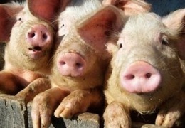 ���������������� �������� ������ ����� � ������� �� ��������� ������