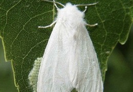 � ���� �������� ������� ������ ����������� ����� ��-�� ������������ ����� �������