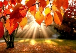 ����� ���� ������ 11 �������