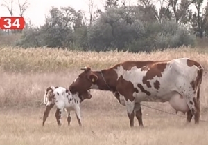 �� ���������������� ������-������������ ���� �����, ������� ������ ������� �� ����