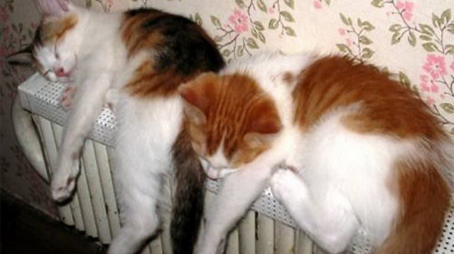 � ��������� ���������� ������������ �����