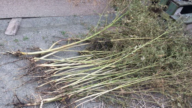 Пожилой каменчанин кормил уток коноплей с собственного огорода