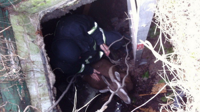 � �����������  ������������ �������� ���� �� ���������� �����