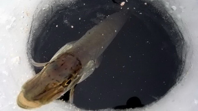 Где на водохранилище Каменского с 1 ноября запрещено ловить рыбу