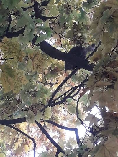 � ����� ������������� ��������� ����