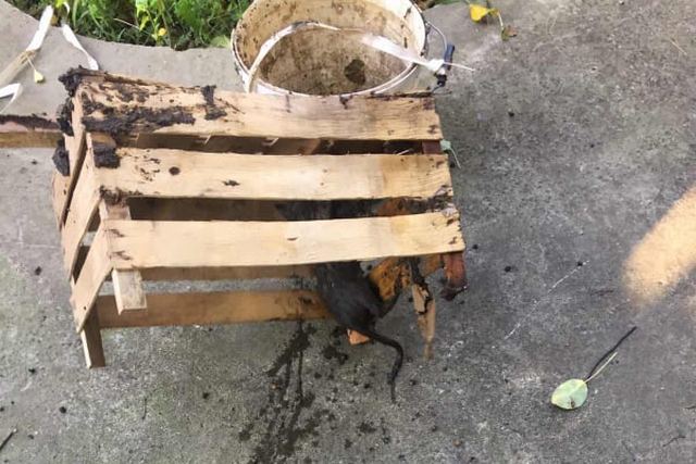 � ������ ����������� ������ �������� �101� ������ �������, ������� ���� � ��������� ���