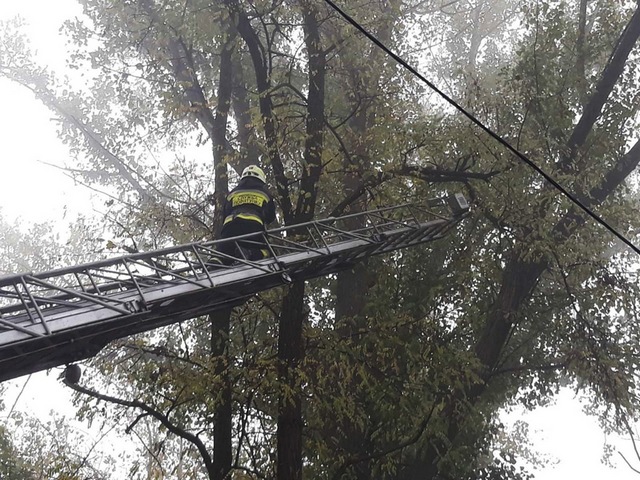 � ������ ������������� ����� ���� � 9-�������� ������